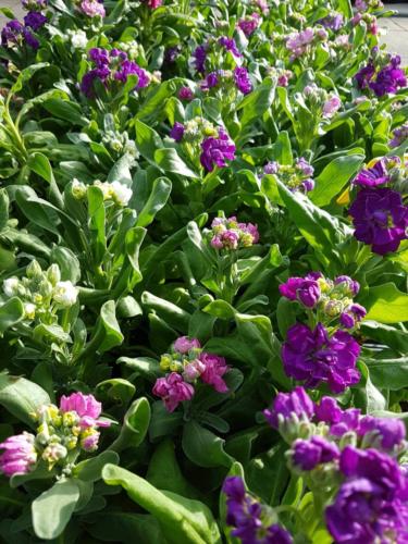 Mathiola incana-Σιερινιές - Gardens