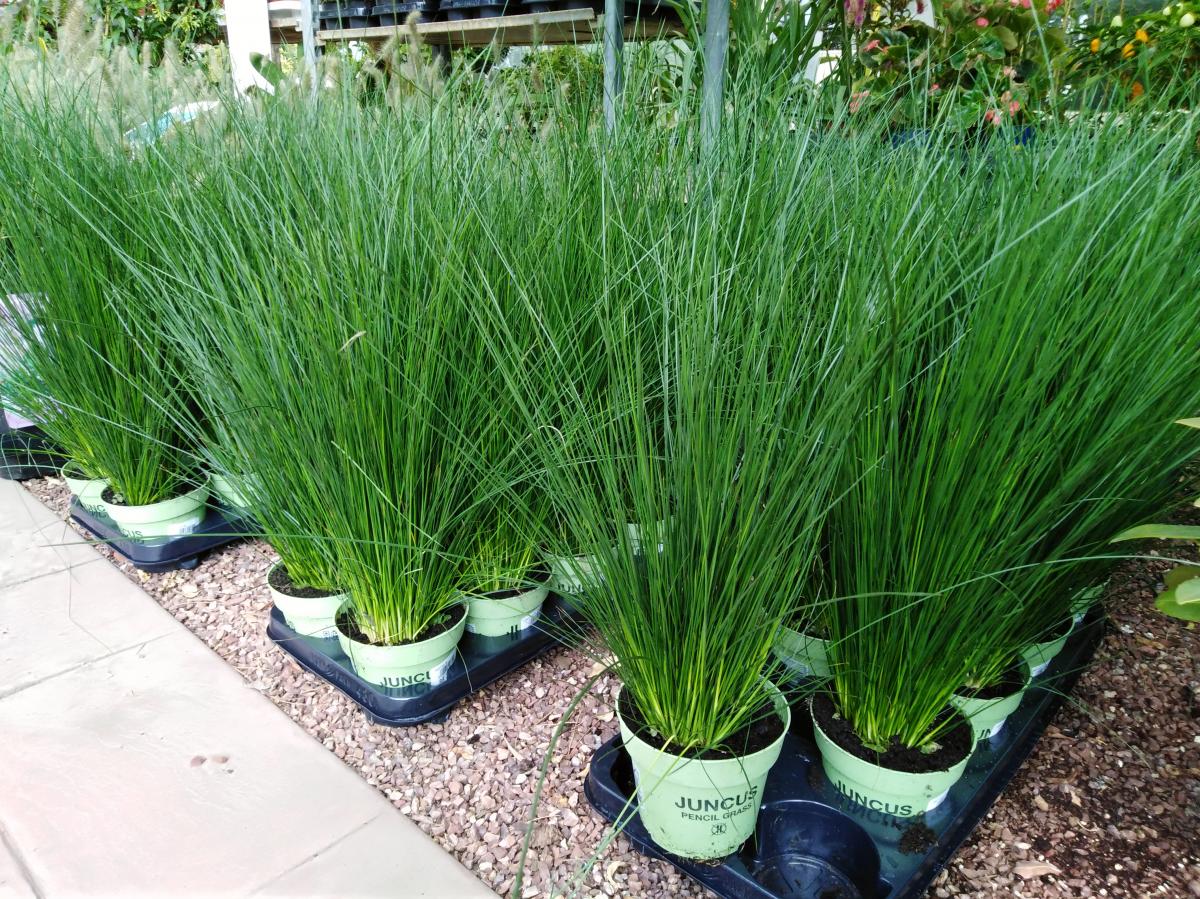 Juncus Pencil Grass - Gardens