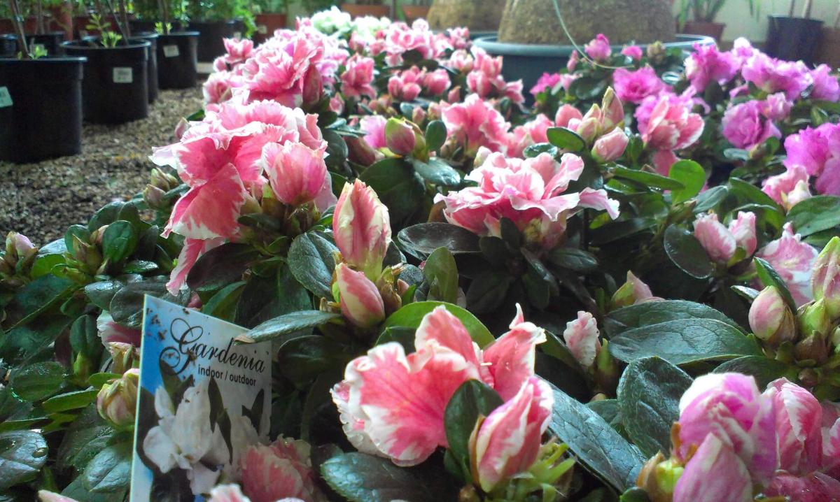 Gardenia - Γαρδένια - Gardens