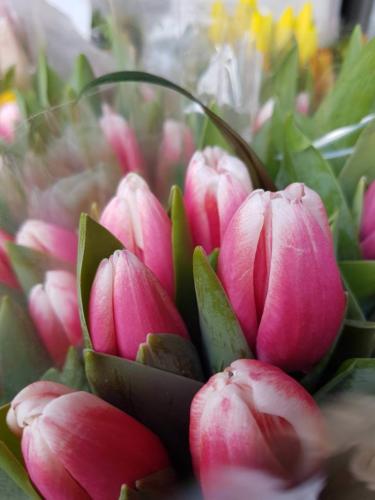 Tulips -Τουλίπα