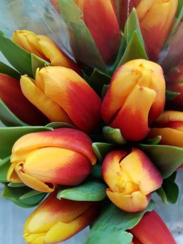 Tulips -Τουλίπα