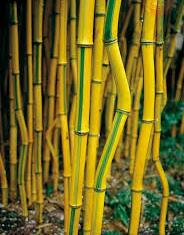 Bambusa (Phyllostachys)