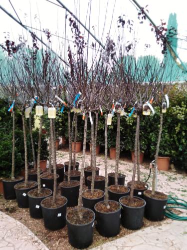 Prunus Cerasifera Pissardi