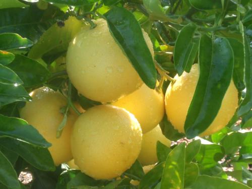 Citrus Paradisi- Γκρειπφρουτ