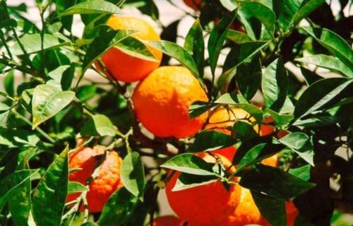 Citrus aurantium - Νερατζιά ή Κιτρομηλιά