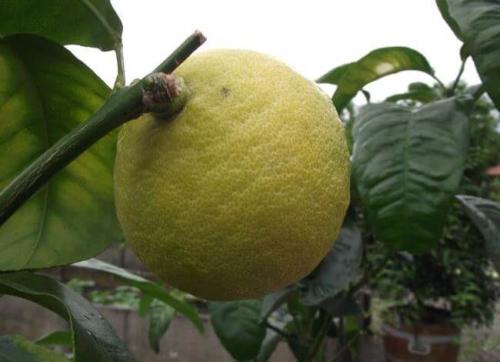 Citrus bergamina - Περγαμόντο