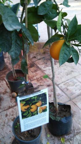 Citrus sinensis - Πορτοκαλιά