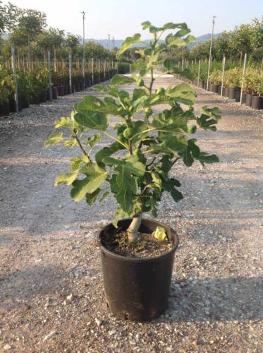 Ficus carica-Συκιά