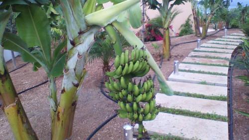 Musa basjoo-Banana
