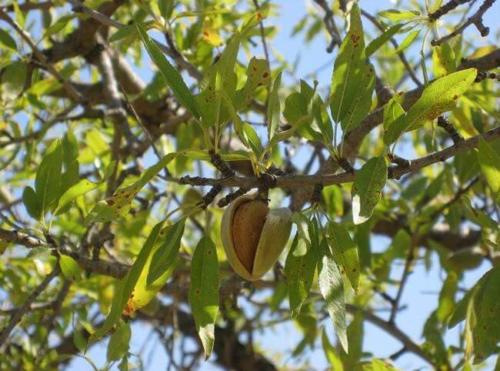 Prunus amygdalus - Αμυδγαλιά