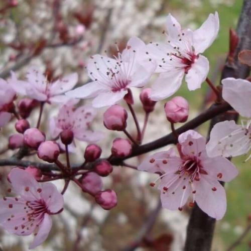 Prunus domestica – Δαμασκηνιά