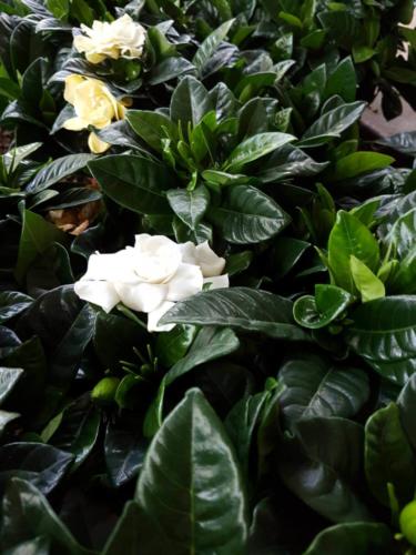 Gardenia - Γαρδενια