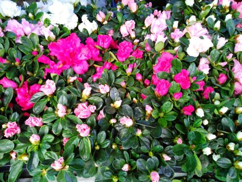 Rhododendron - Αζαλέα