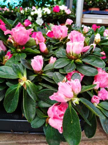 Rhododendron - Αζαλέα